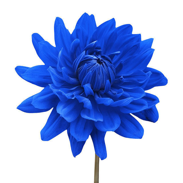Blue-dahlia-flower-white-background-photograph-blue-dahlia-flower